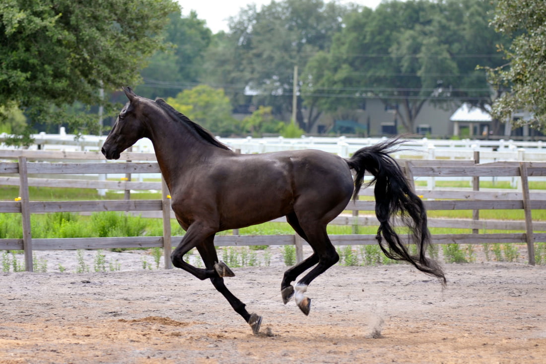 Horseback Riding: How to Choose the Perfect Horse for Your Ride