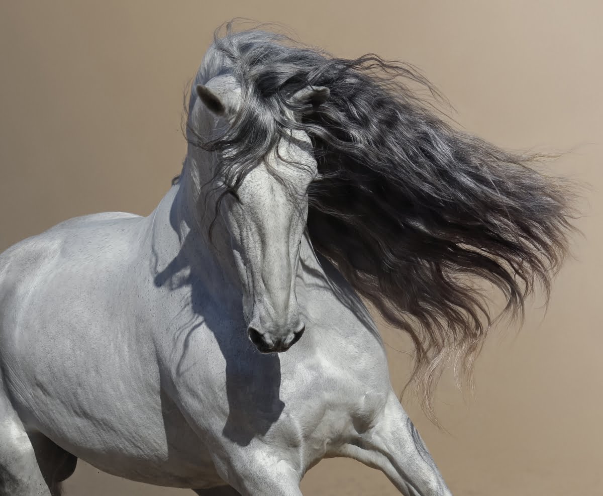 Horseback Riding: How to Choose the Perfect Horse for Your Ride