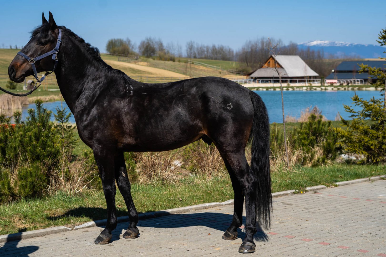 Horseback Riding: How to Choose the Perfect Horse for Your Ride