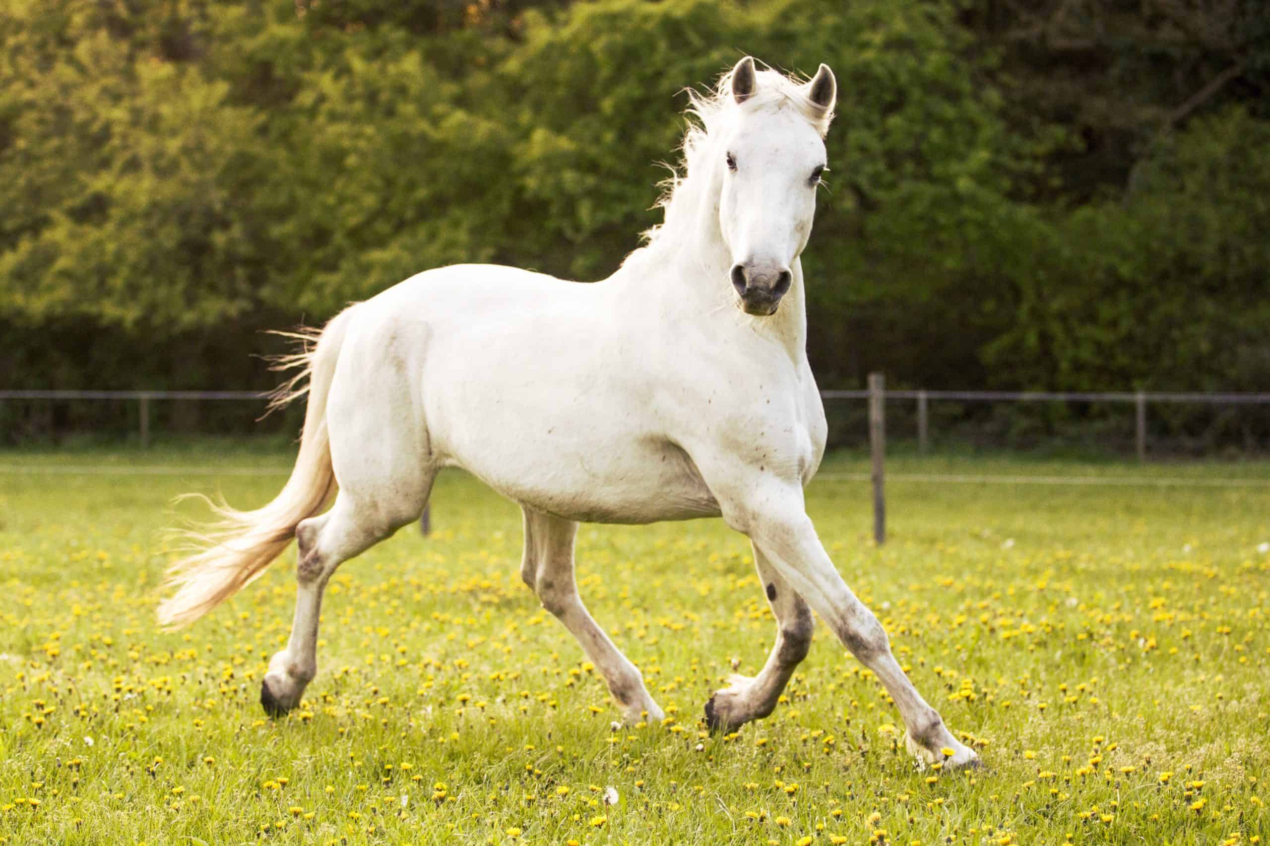 Horseback Riding: How to Choose the Perfect Horse for Your Ride