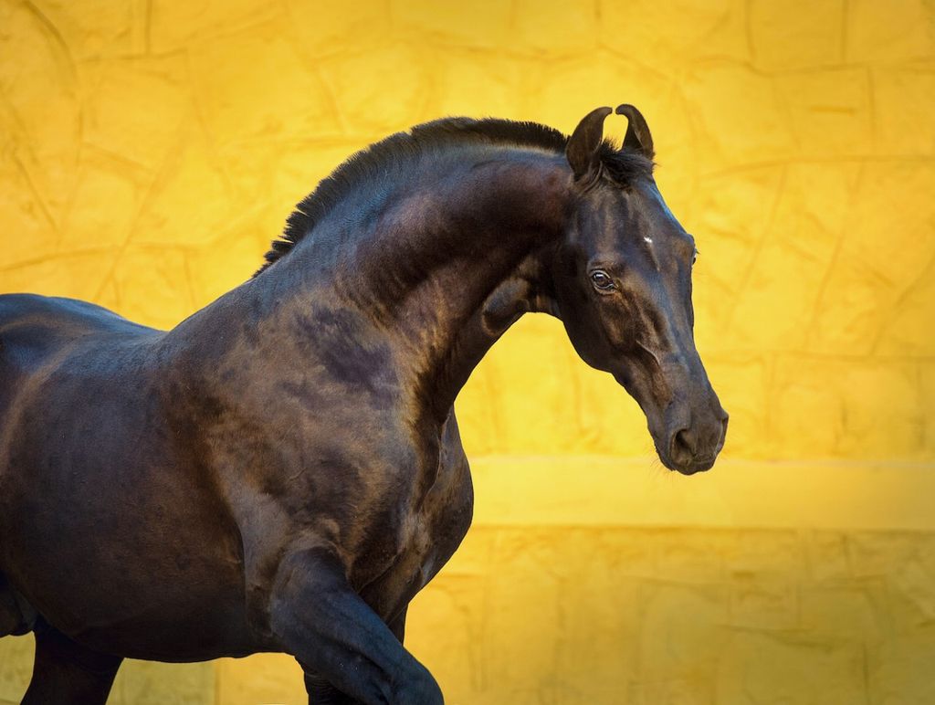 Horseback Riding: How to Choose the Perfect Horse for Your Ride