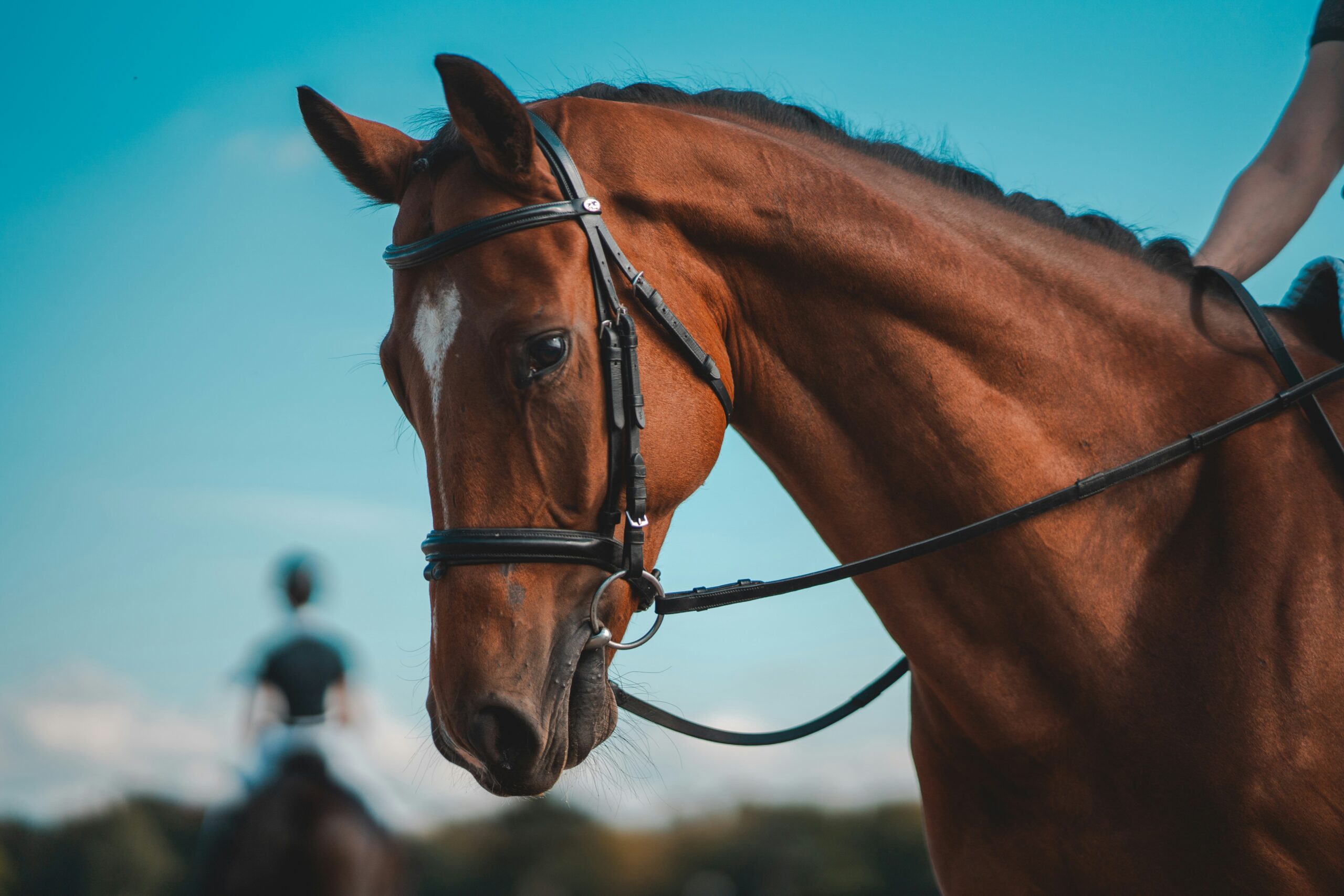 Horseback Riding: How to Choose the Perfect Horse for Your Ride