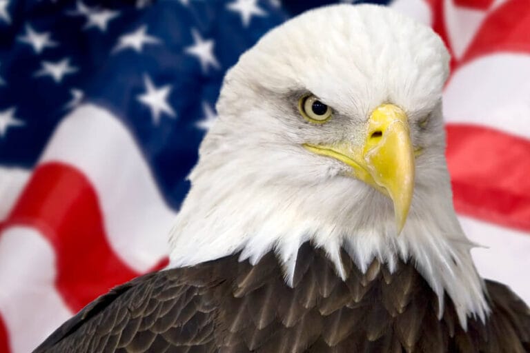 The bald eagle was officially declared the national bird of the United States