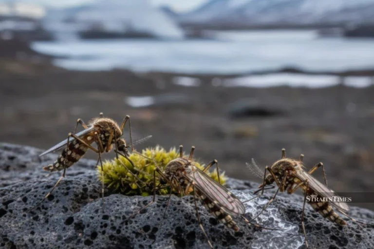 Mosquitoes spotted for the first time in Iceland amid global warming