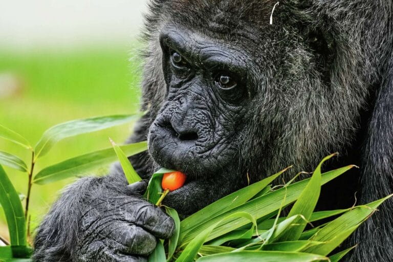 Berlin Zoo celebrates the 69th birthday of Fatu, the world's oldest gorilla
