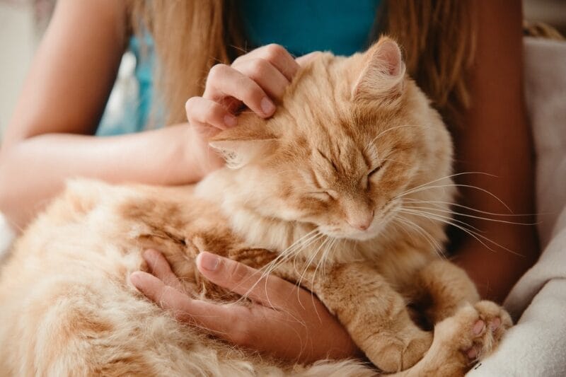Greece offers free accommodation on an island in exchange for cat care Greece offers free accommodation on an island in exchange for cat care